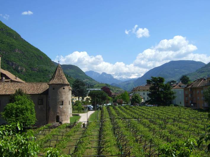 Castle and vineyard